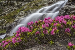Rododendri bordano il torrente della val Fontana