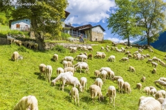 Malga di pecore in val Grosina di Sacco