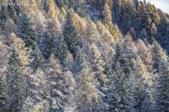 Nevicata autunnale in valle del Livrio