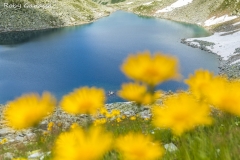 Fioriture di Doronicum al lago Negro m 2310 in valle Spluga