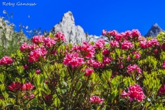 Val Masino, fioriture di rododendri in val Torrone