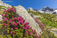 Val Porcellizzo, fioriture di rododendri sotto i pizzi Badile e Cengalo